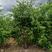 垂叶榕福建漳州垂叶榕绿化庭院设计基地直供大小规格袋苗