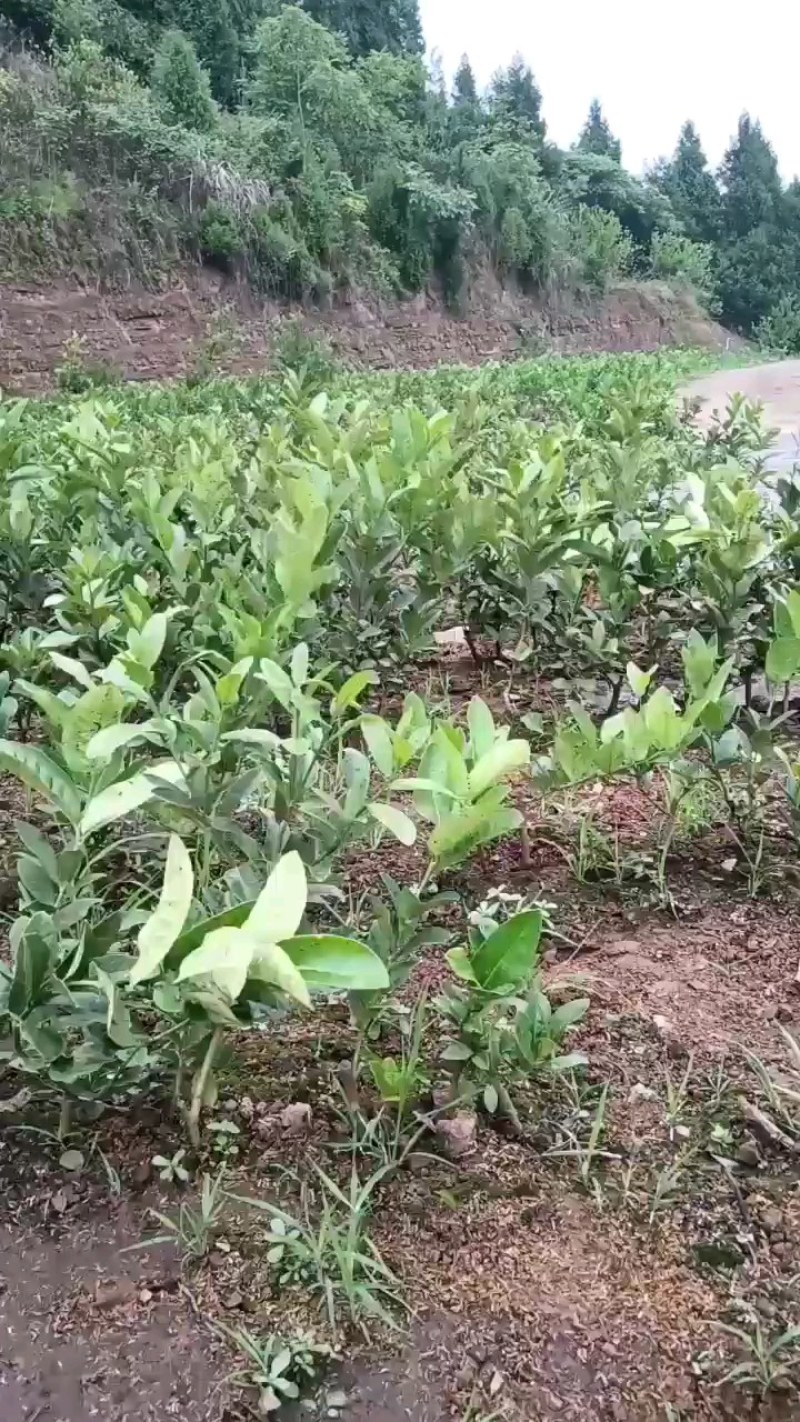 佛手苗种植基地，产地直发，包技术，你种我收诚信为本