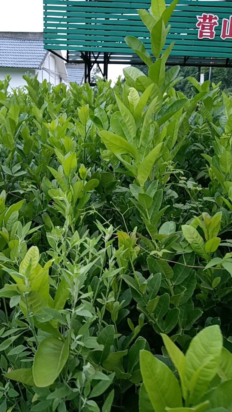 佛手苗种植基地，产地直发，包技术，你种我收诚信为本
