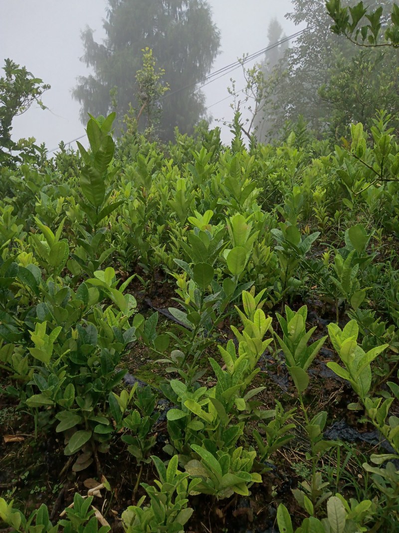 佛手苗种植基地，产地直发，包技术，你种我收诚信为本
