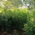 棱角山矾/绿化苗木/乔灌木/海桐树苗/原生态树苗/林木