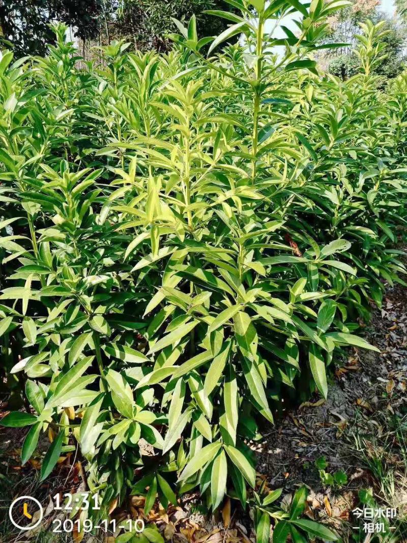 棱角山矾/绿化苗木/乔灌木/海桐树苗/原生态树苗/林木