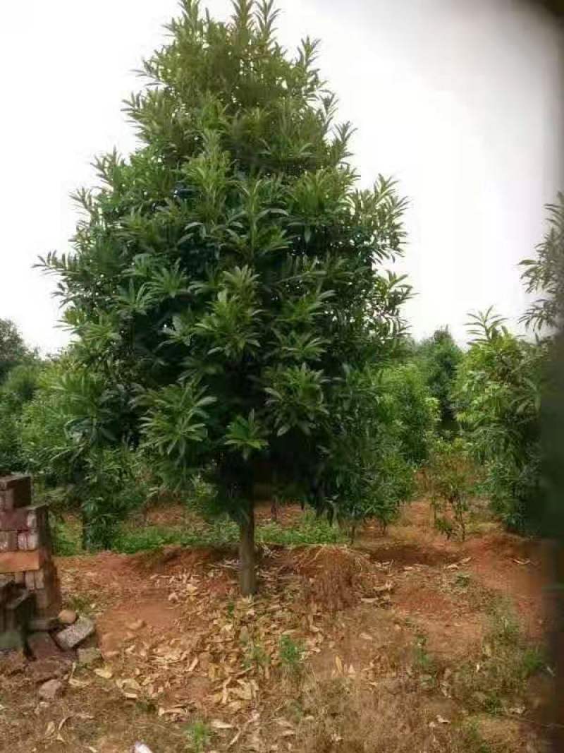 棱角山矾/绿化苗木/乔灌木/海桐/海桐树苗/原生态树苗