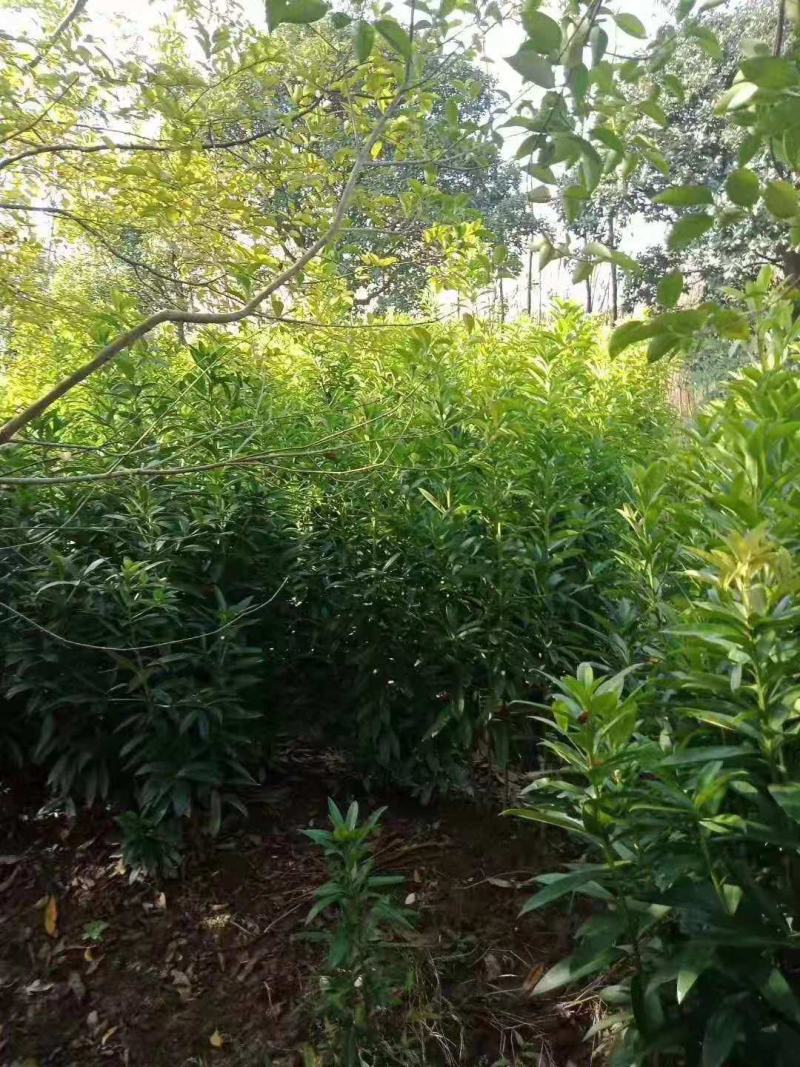 棱角山矾/绿化苗木/乔灌木/海桐林木树苗/原生态树苗