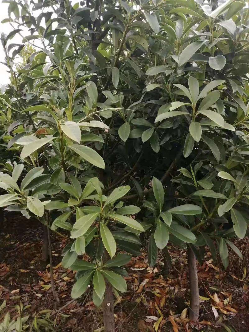 棱角山矾/绿化苗木/乔灌木/海桐林木树苗/原生态树苗