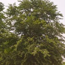 榆树18-20公分的精品白榆树