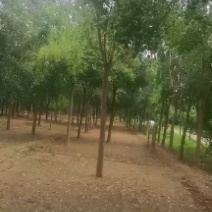 丝棉木