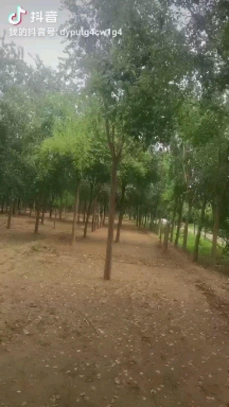丝棉木