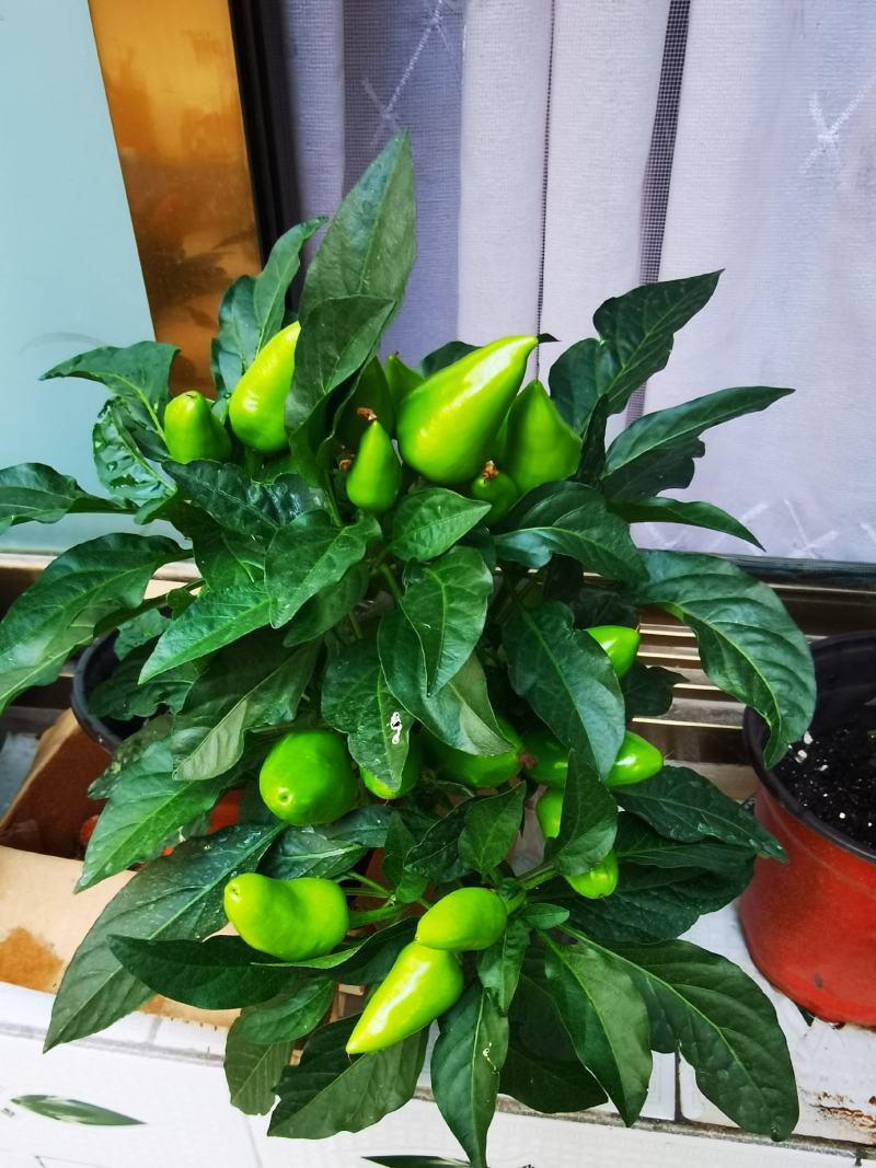七彩椒五彩椒辣椒苗盆栽