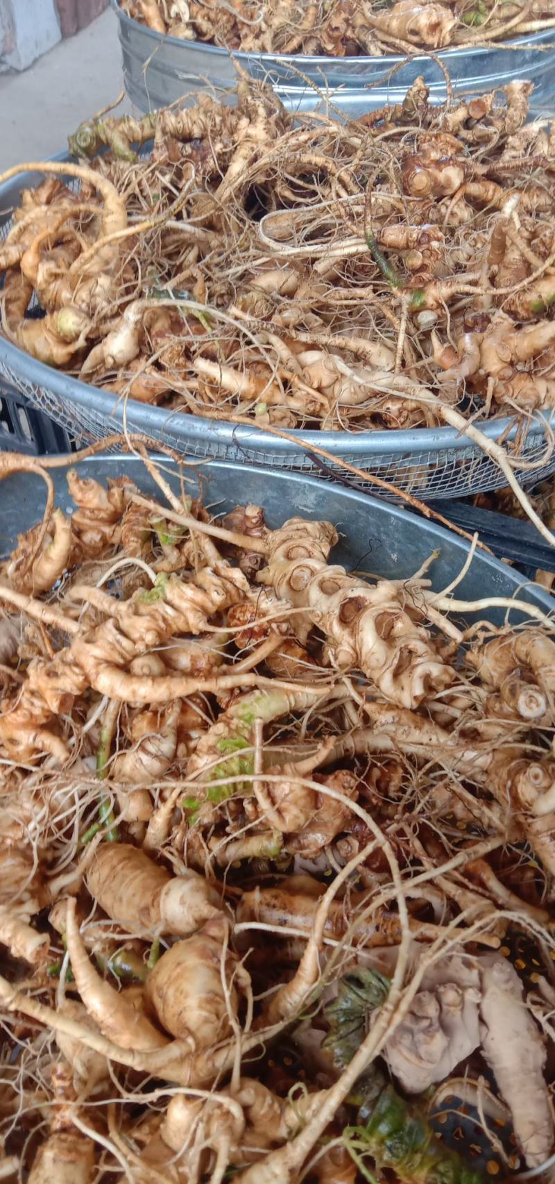 基地热销中药材竹节参种苗(四川品种)支持实地考察一手货愿