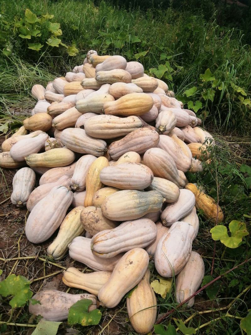 又粉又甜又糯的蜜本南瓜