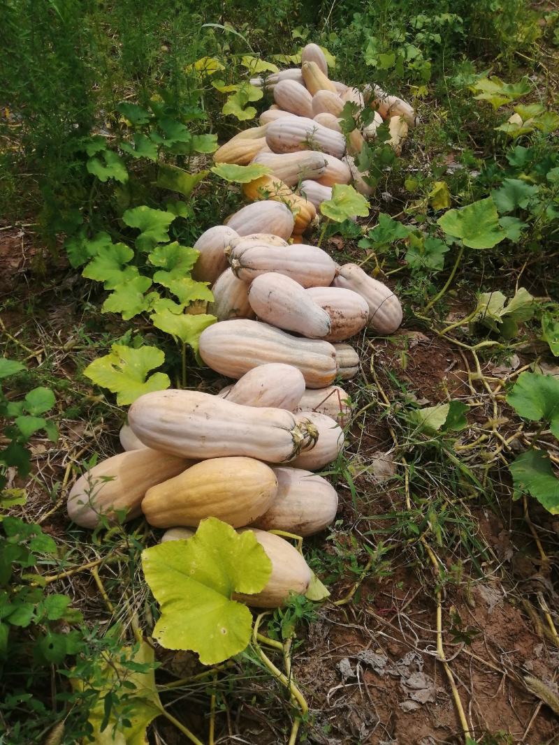 又粉又甜又糯的蜜本南瓜