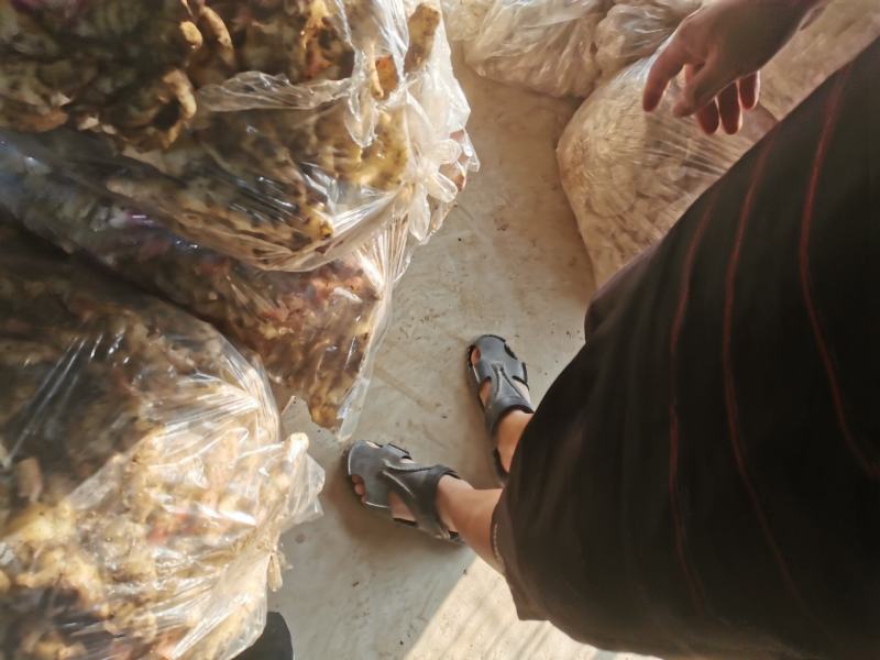 山东潍坊安丘红芽鲜姜仔姜电商发货