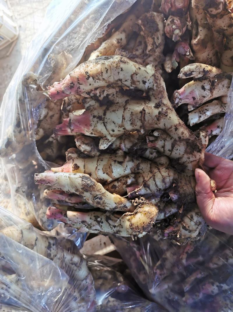 山东潍坊安丘红芽鲜姜仔姜电商发货