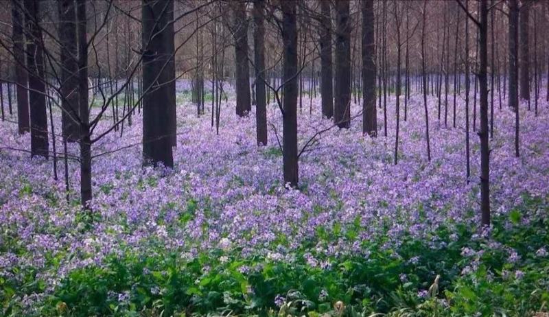 【二月兰种子】纯新采收包发芽种植简单容易存活