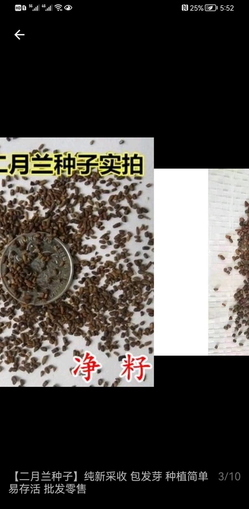 【二月兰种子】纯新采收包发芽种植简单容易存活