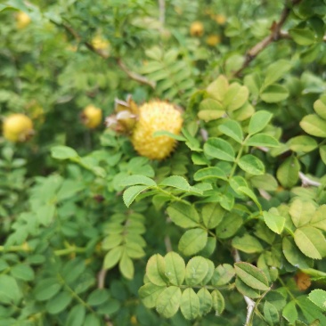 贵龙5号刺梨果