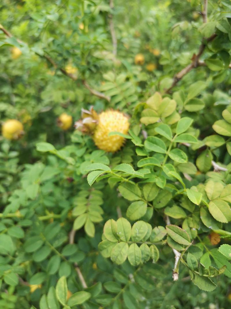 贵龙5号刺梨果