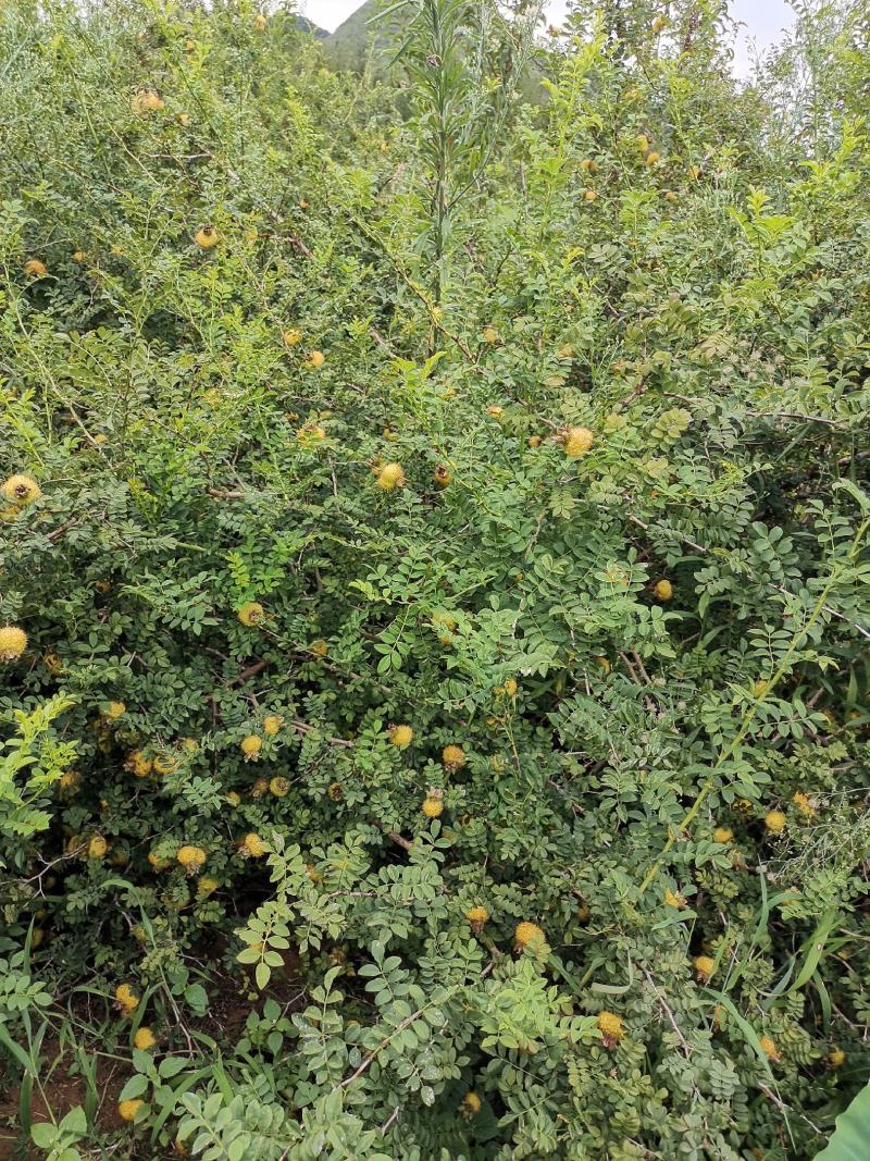 贵龙5号刺梨果