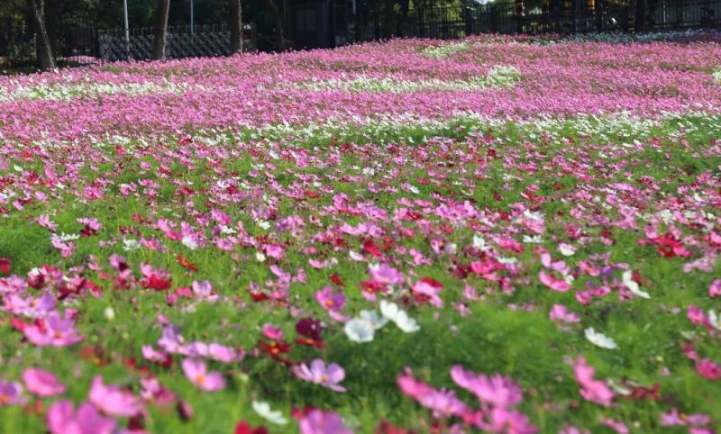 波斯菊种子又名格桑花简单易播成活率极高