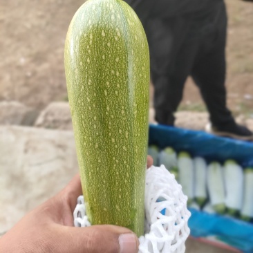 精品西葫芦上市了，市场货工厂货，货源充足，