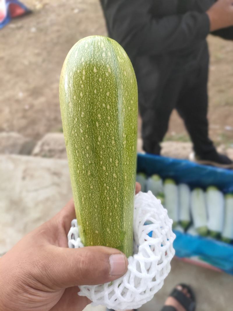 精品西葫芦上市了，市场货工厂货，货源充足，