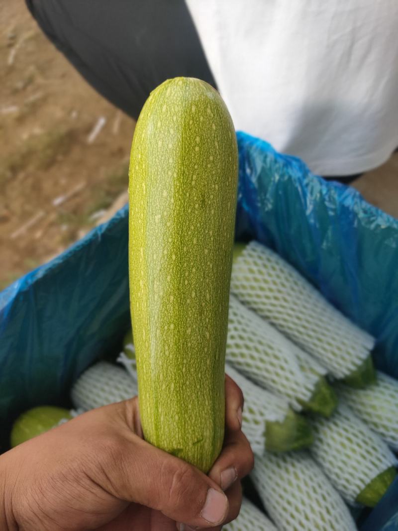 精品西葫芦上市了，市场货工厂货，货源充足，