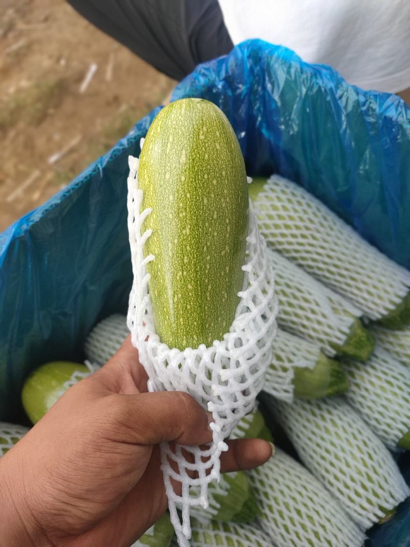 精品西葫芦上市了，市场货工厂货，货源充足，