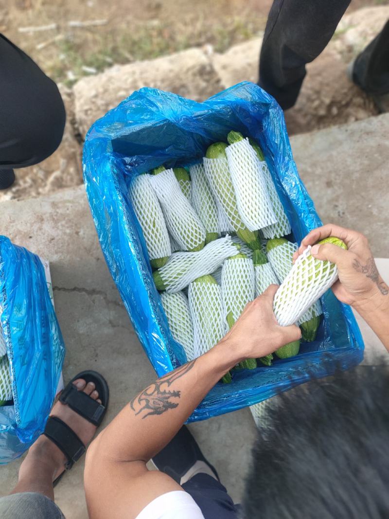 精品西葫芦上市了，市场货工厂货，货源充足，