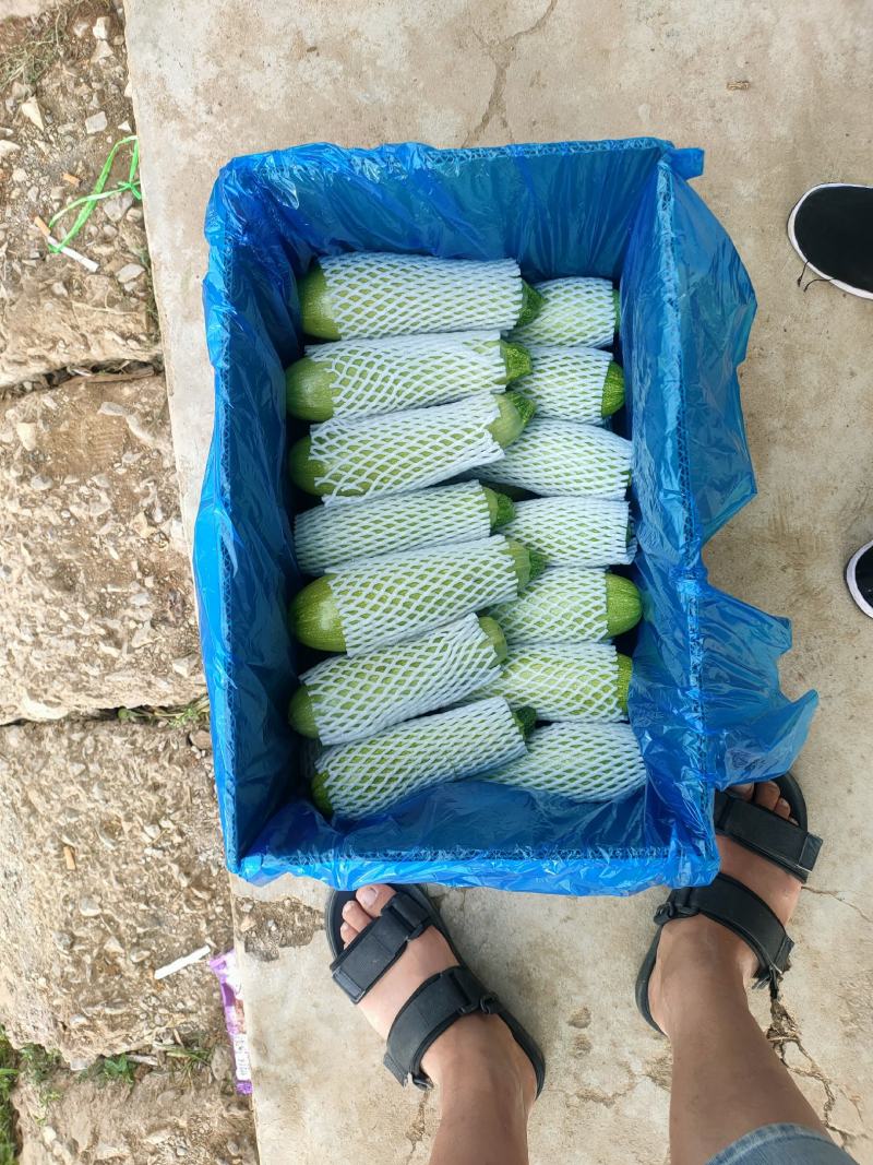 精品西葫芦上市了，市场货工厂货，货源充足，