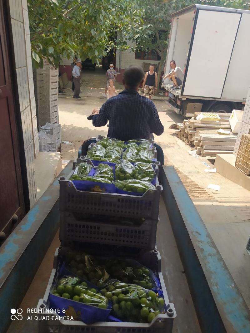 陕西阳光玫瑰大量上市，陕西阳光玫瑰现在已经全面入库