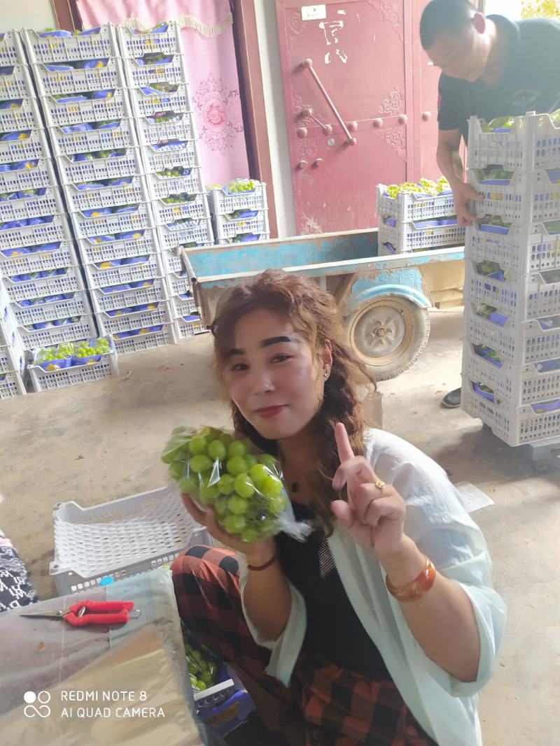 陕西阳光玫瑰大量上市，陕西阳光玫瑰现在已经全面入库