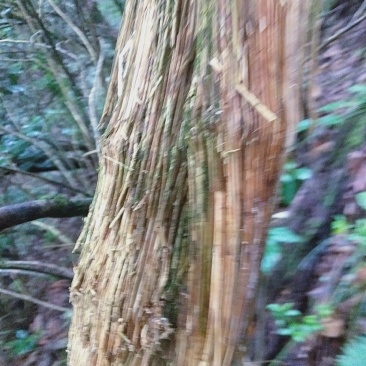 野生大木通大叶川木通四川凉山产地一手货源
