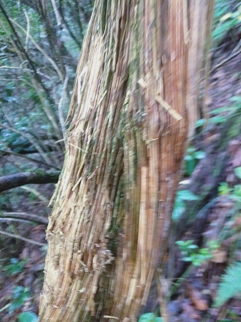 野生大木通大叶川木通四川凉山产地一手货源