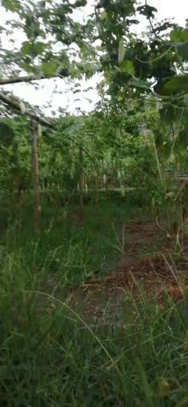 苦瓜基地