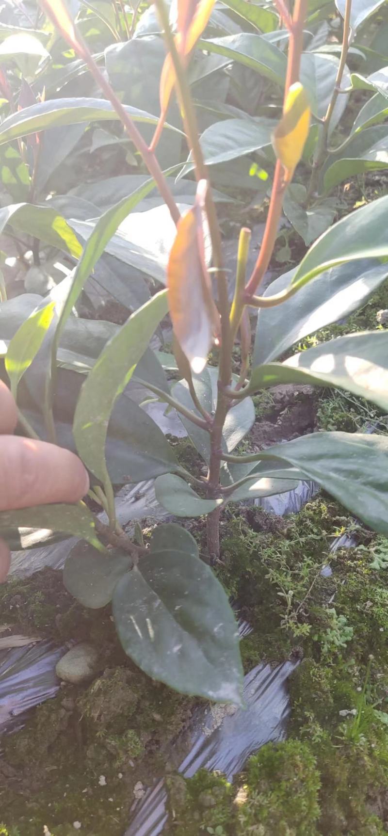 布福娜种苗黑老虎种苗