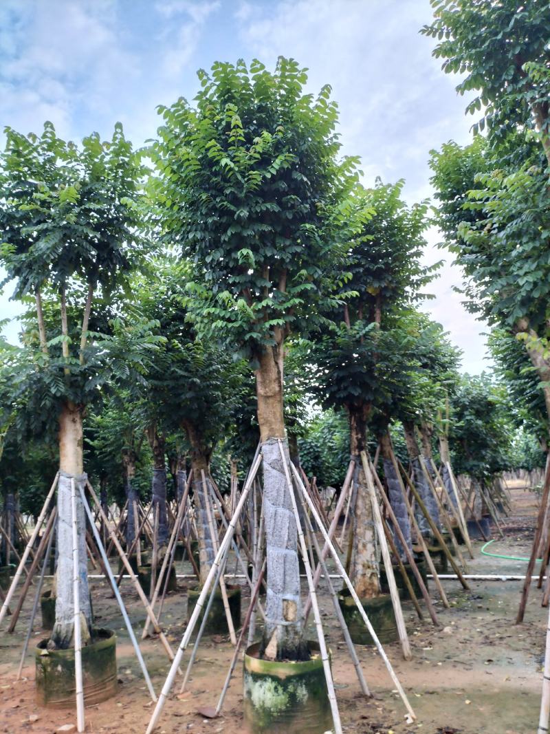 火焰木