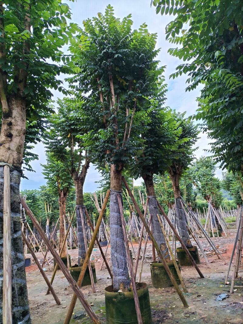火焰木