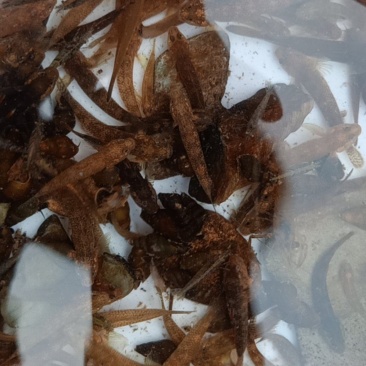 子陵虾虎