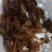 子陵虾虎
