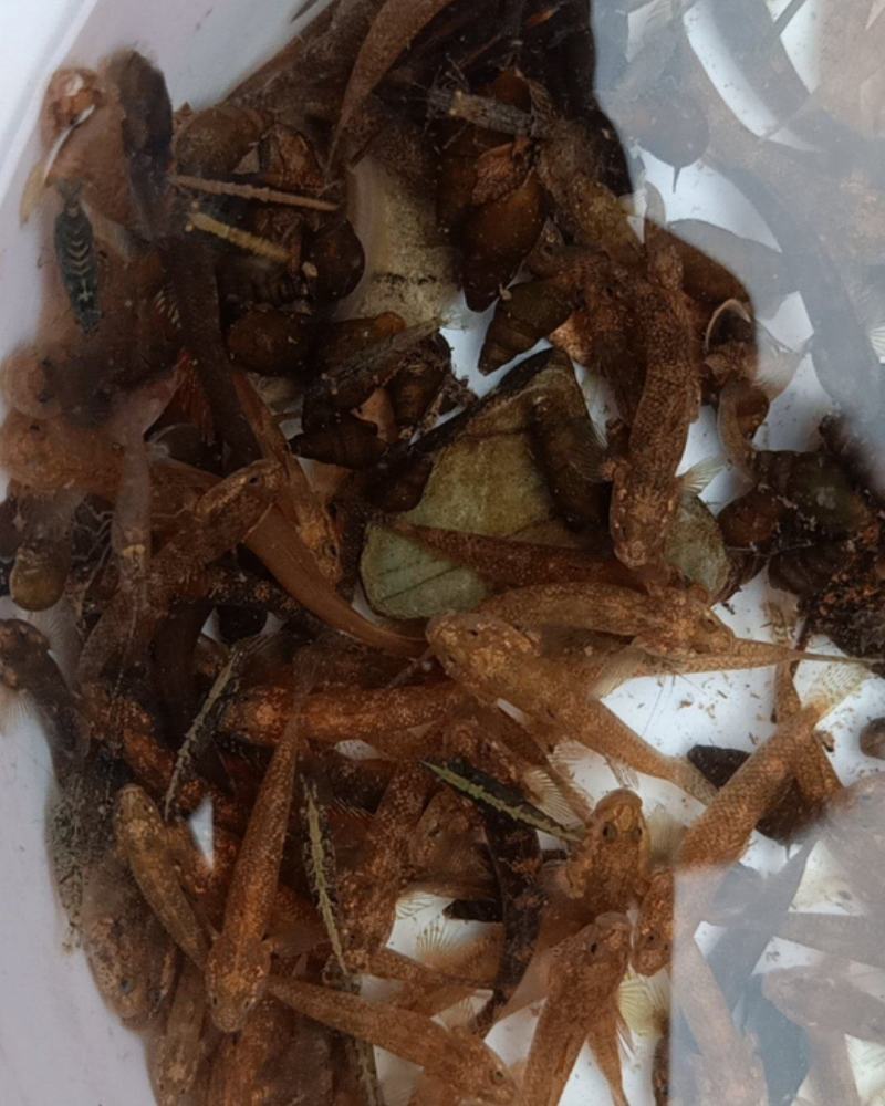 子陵虾虎