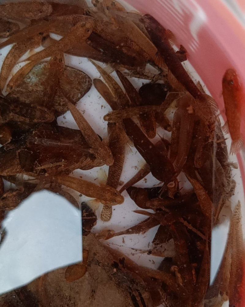 子陵虾虎