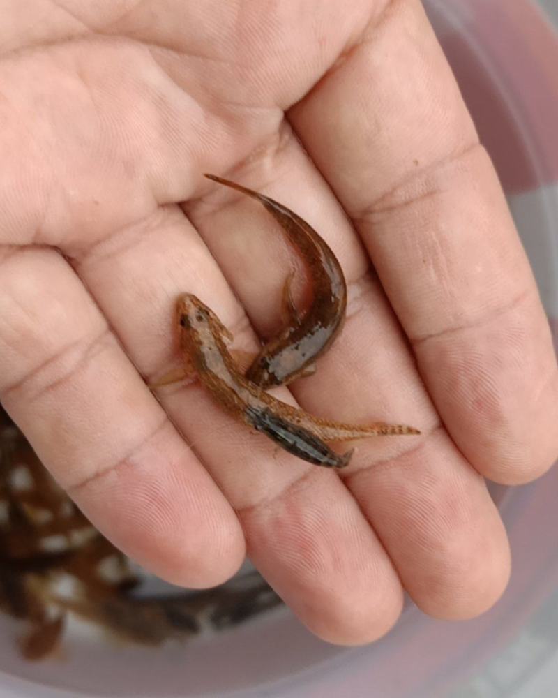 子陵虾虎