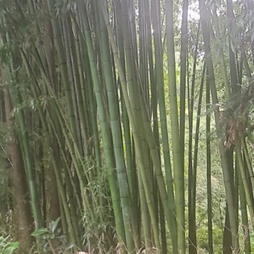 竹子