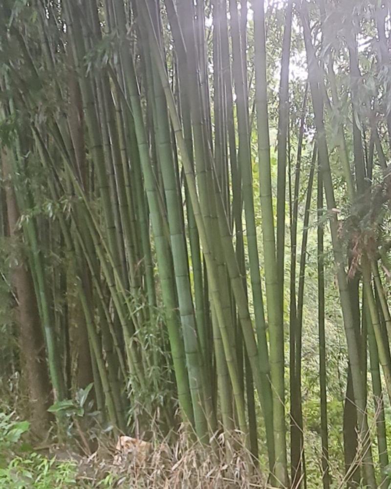 竹子