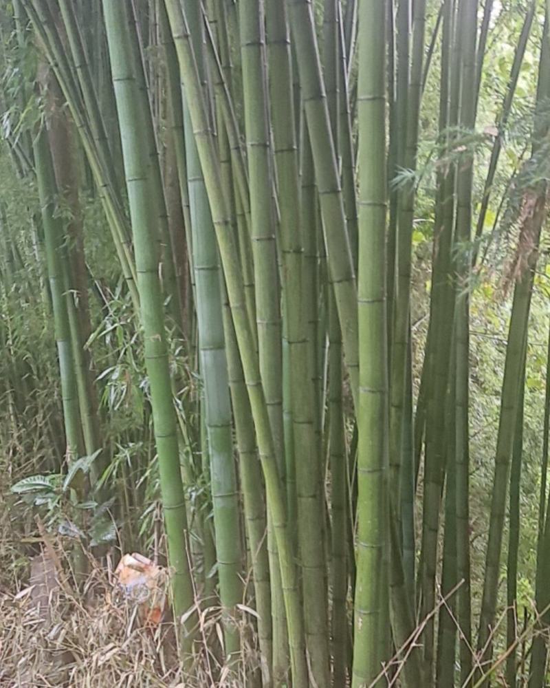 竹子