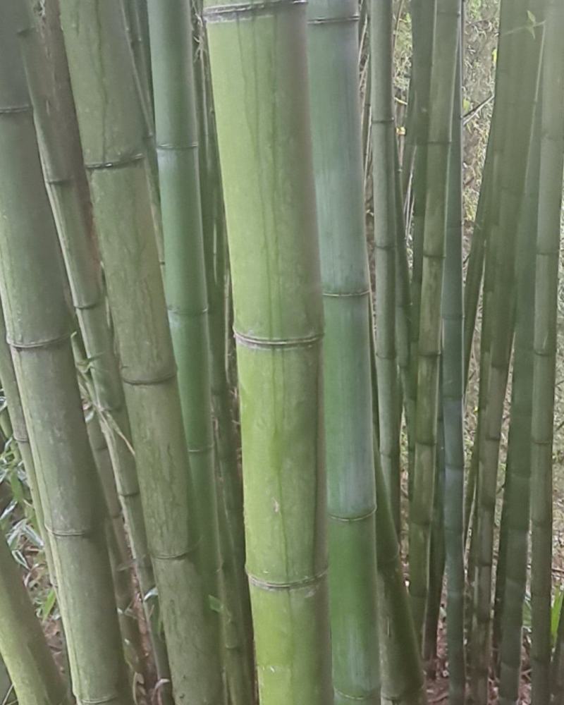 竹子