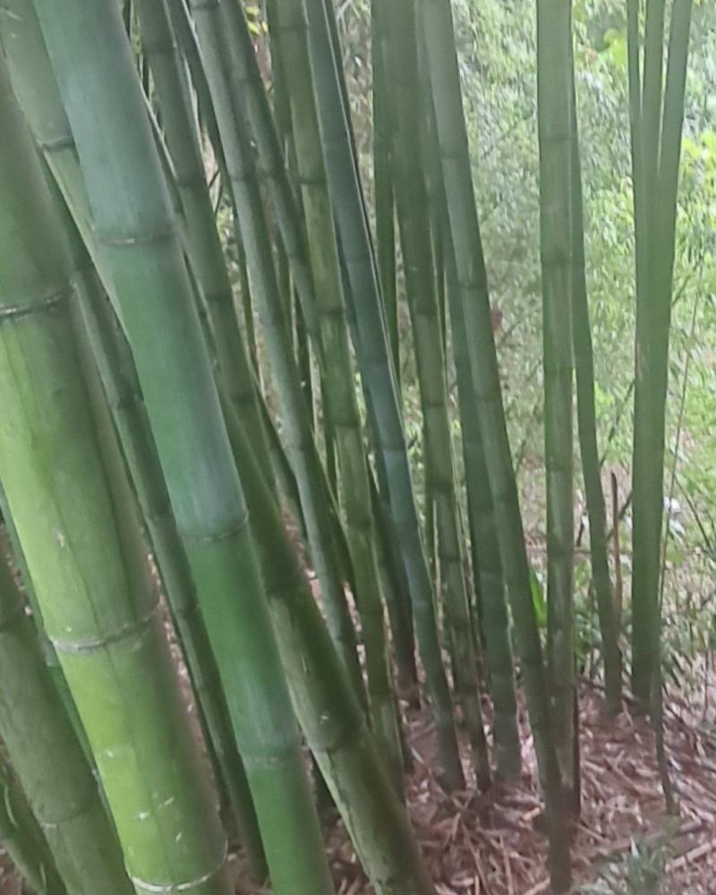 竹子