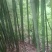 竹子