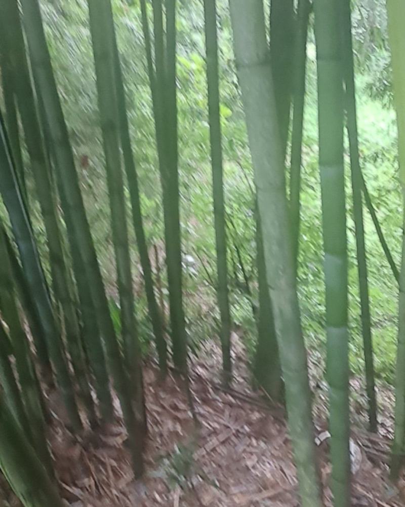 竹子
